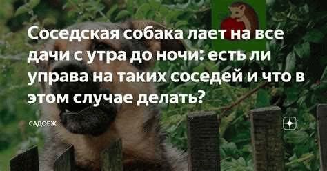 5. Перевоспитание собаки