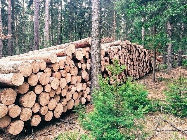 Экономические последствия обезлесения для местных сообществ