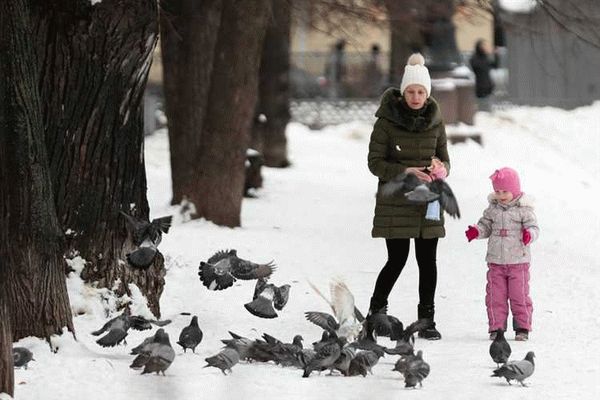 Как ИП могут распределять платежи на алименты