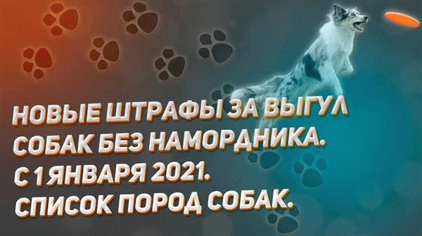 Закон о выгуле собак в России: основные положения