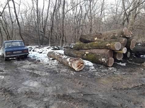 Бизнес на вырубке леса