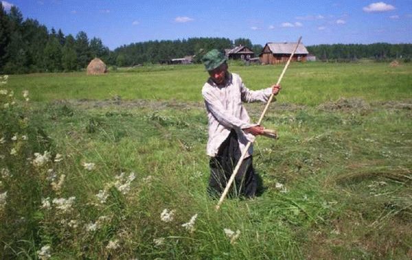 Несколько полезных советов по организации работ по кошению за забором