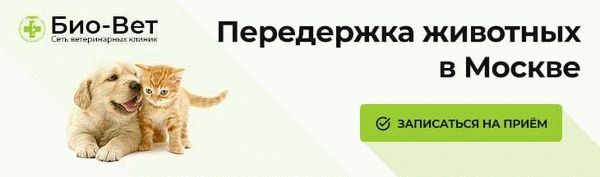 Принятие нового закона о передержке животных: реальность или фикция?