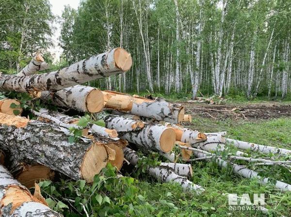 Особенности сбора валежника в 2022 году