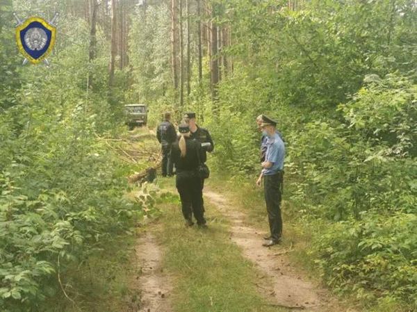 Штраф за спиленное дерево: размеры штрафов в разных местах