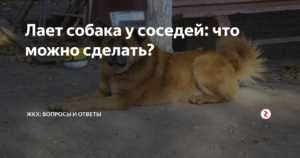 Что делать, если соседи жалуются на нарушение Закона о тишине